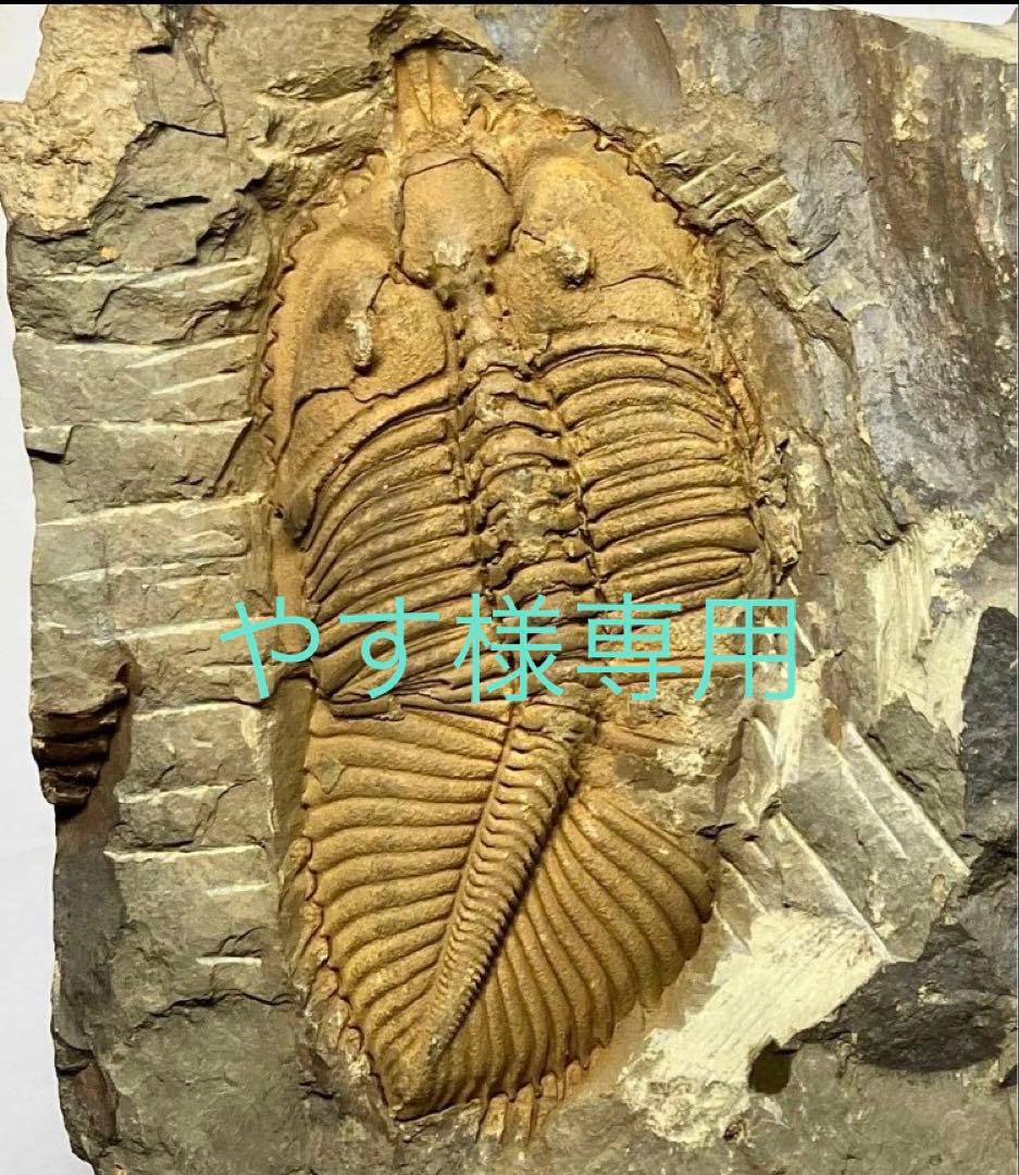 三葉虫　化石　Coronocephalus