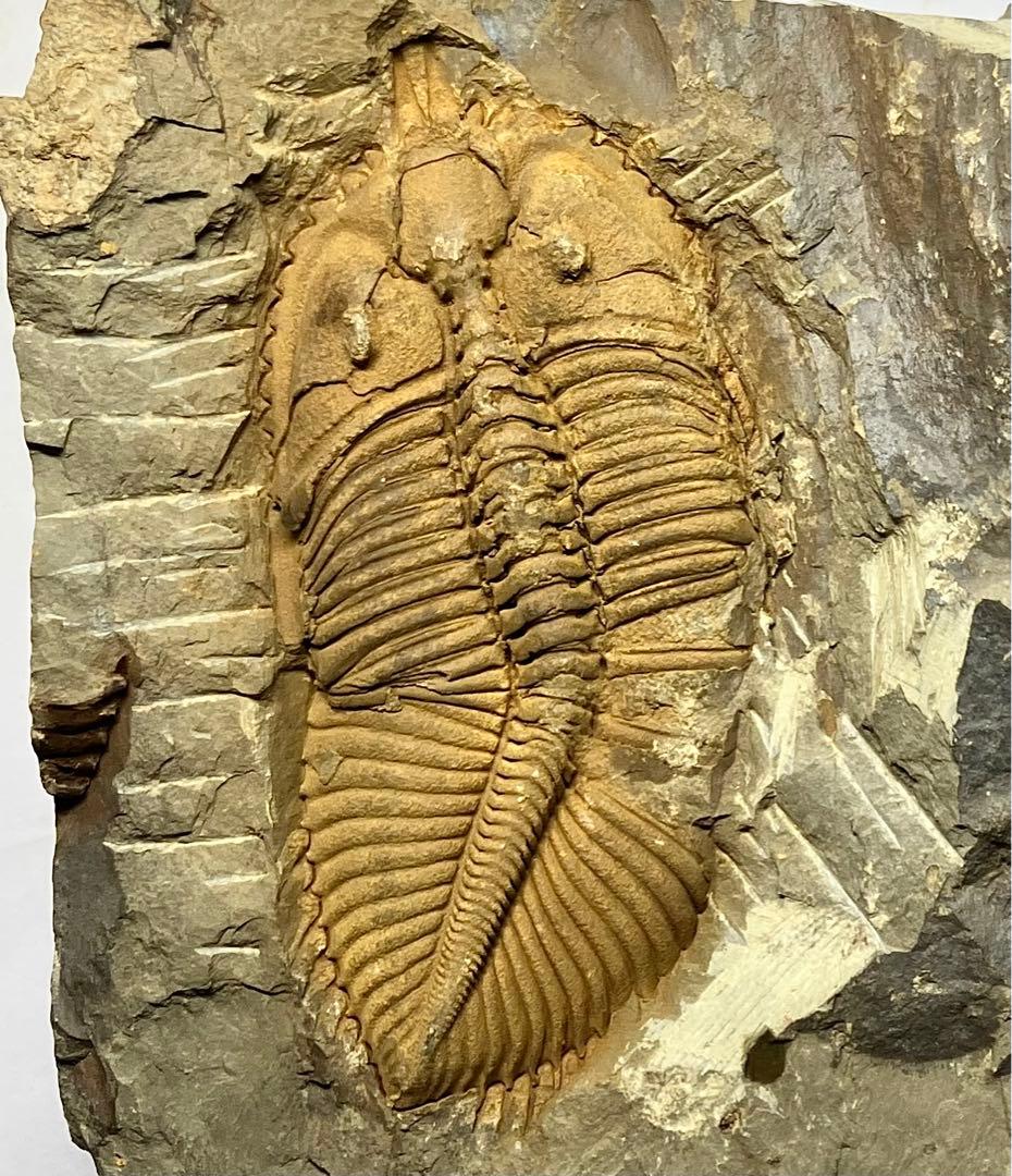 三葉虫　化石　Coronocephalus