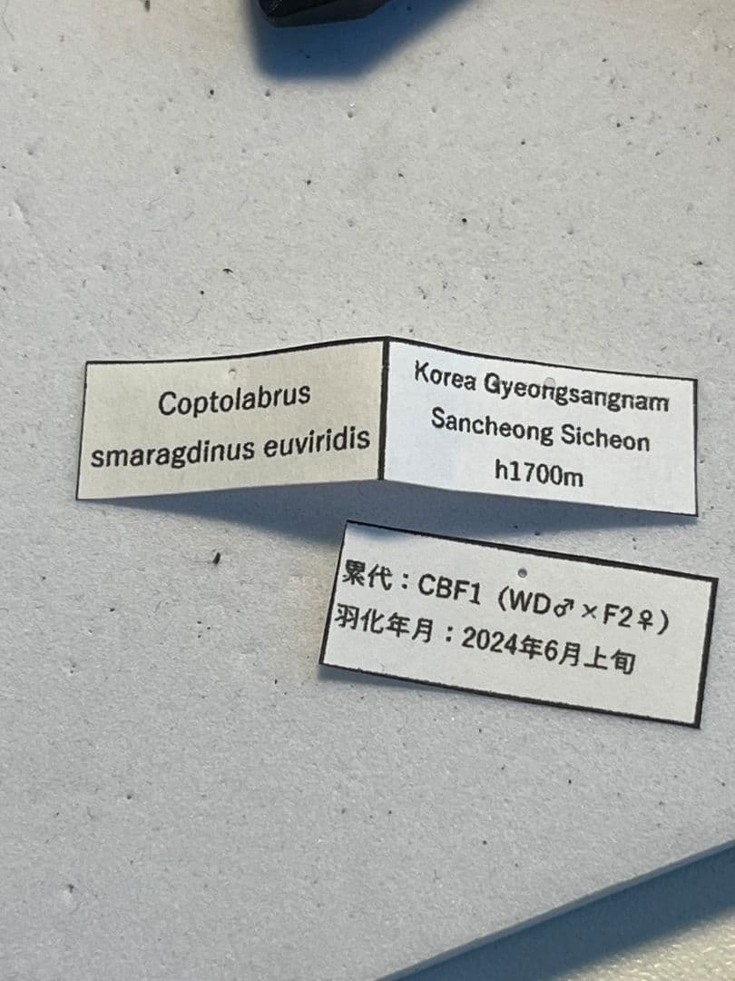 【極美個体】アオカブリモドキ オサムシ標本 オサムシ マイマイカブリ ハンミョウ