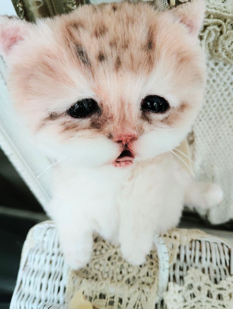 １体限定❤マンチカン子猫ちゃん♡ぽちゃボディ♡よちよちあんよ♡アートドール♡