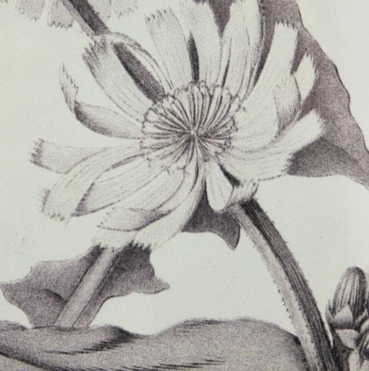 額絵 植物 アートフレーム 4枚セット ボタニカル ナチュラル AN-43782