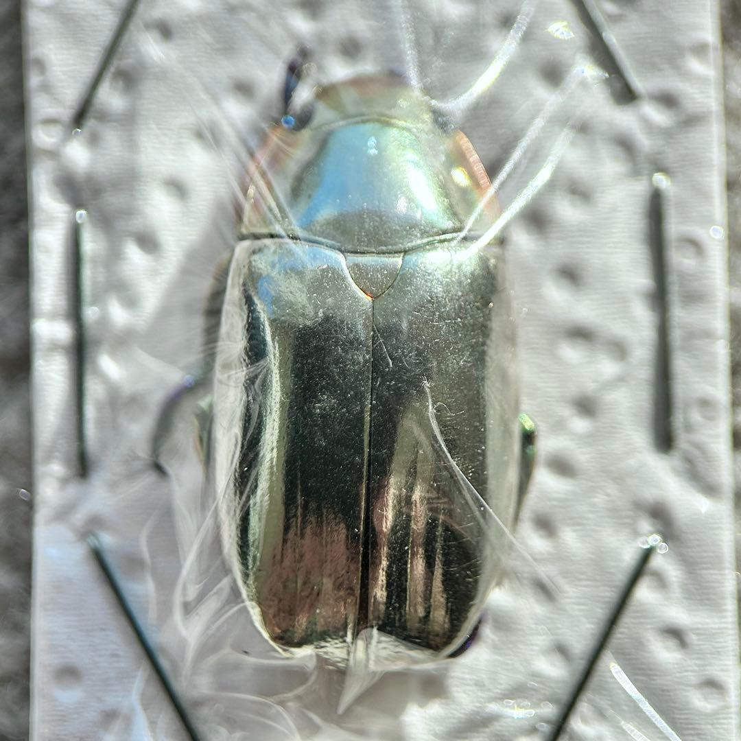 26009 クリサルギレアプラチナコガネ