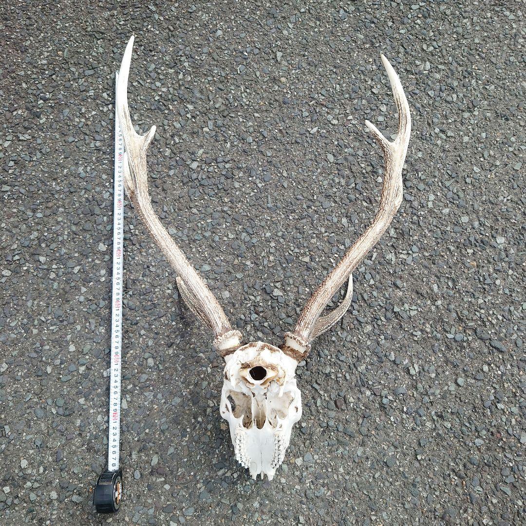 ニホンジカ、頭骨