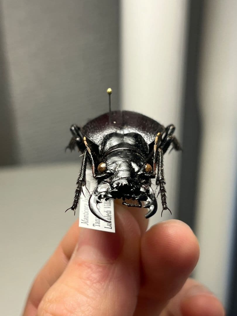 【美麗♀】オオエンマハンミョウ Manticora タンザニア産 昆虫標本