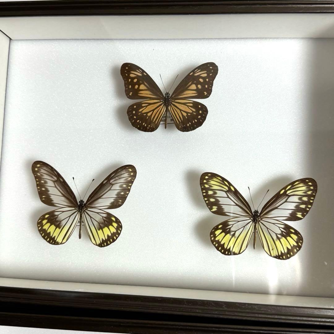 蝶々標本　ブルメイアゲハ　ヒイロツマベニチョウ おおむらさきなど