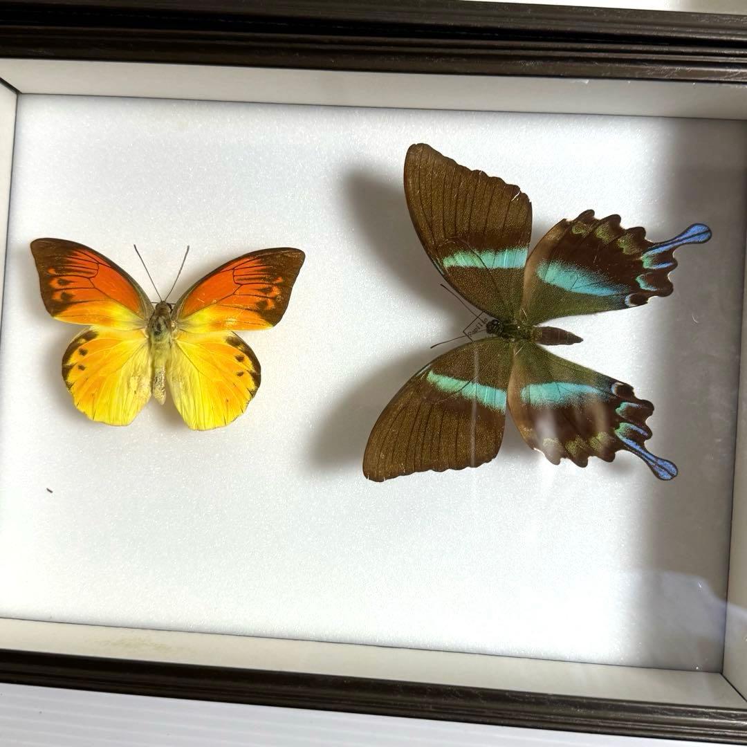 蝶々標本　ブルメイアゲハ　ヒイロツマベニチョウ おおむらさきなど