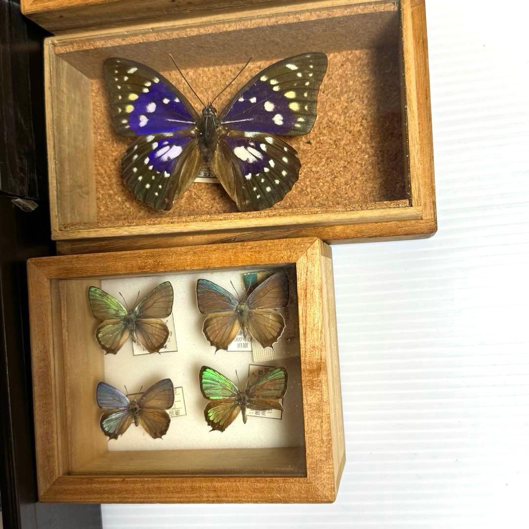 蝶々標本　ブルメイアゲハ　ヒイロツマベニチョウ おおむらさきなど
