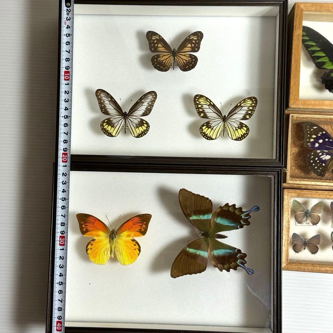 蝶々標本　ブルメイアゲハ　ヒイロツマベニチョウ おおむらさきなど