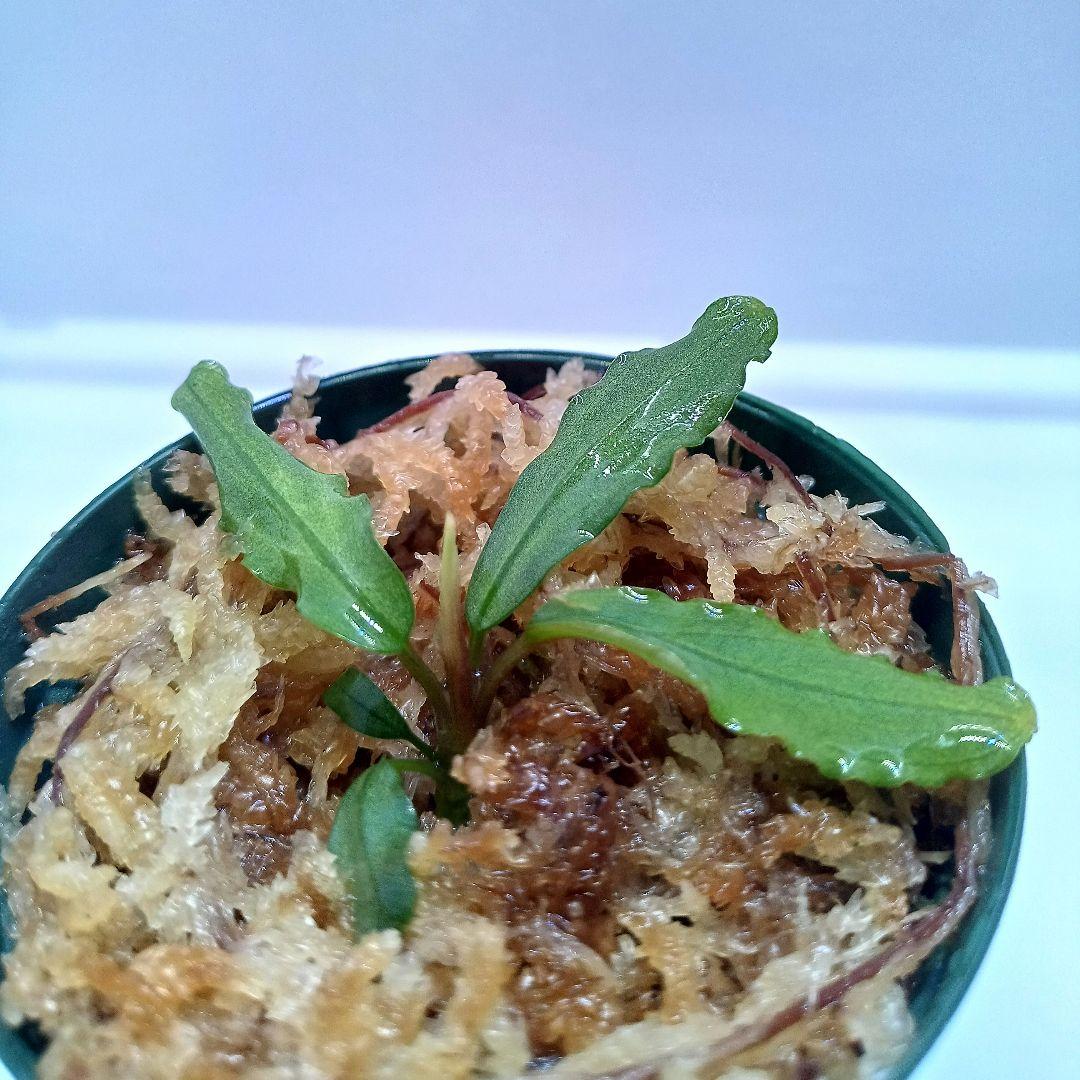 Ｃ*Ｒ様 【KN便】ブセファランドラsp.オーロラ