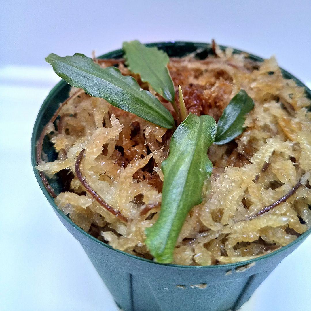 Ｃ*Ｒ様 【KN便】ブセファランドラsp.オーロラ