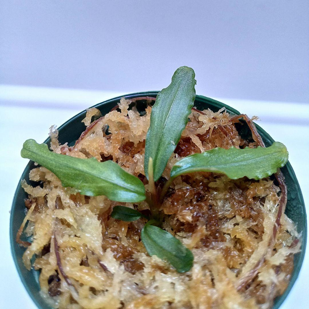 Ｃ*Ｒ様 【KN便】ブセファランドラsp.オーロラ