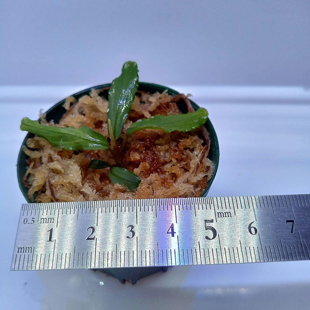 Ｃ*Ｒ様 【KN便】ブセファランドラsp.オーロラ