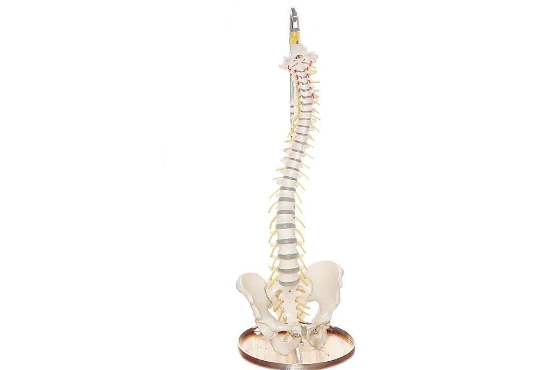 somso社製の脊柱模型 Z44