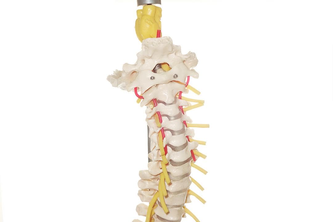 somso社製の脊柱模型 Z44