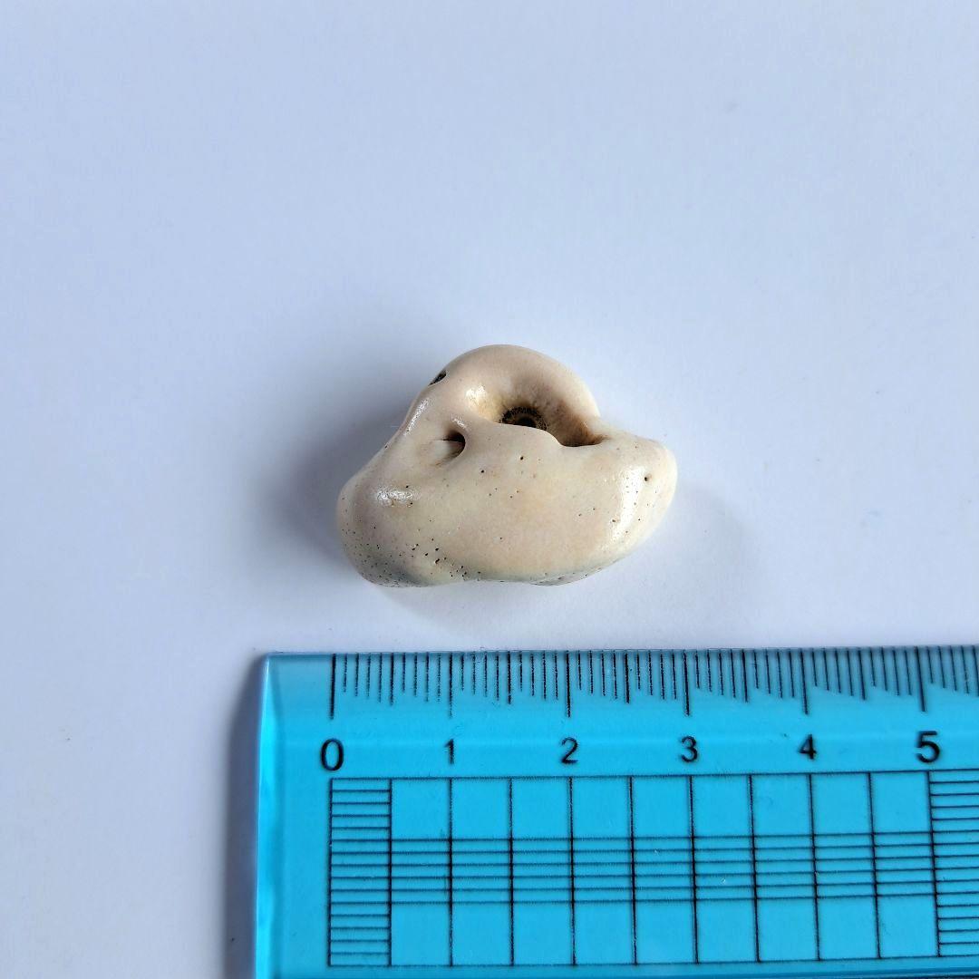 イルカの耳骨【大きさ2.8㎝】