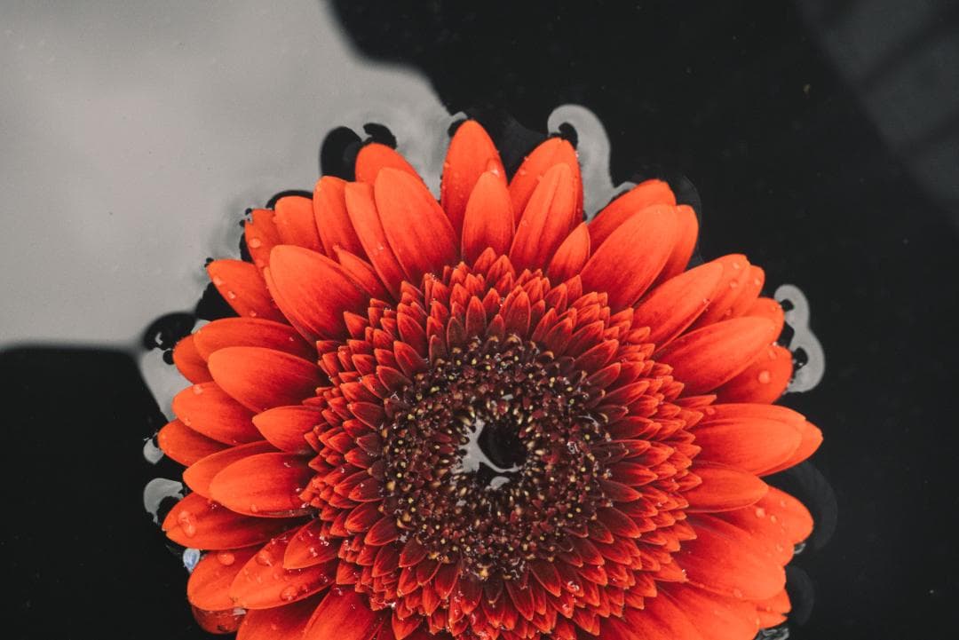 色違いの環がかかる！Leica coated Summar オールドレンズ