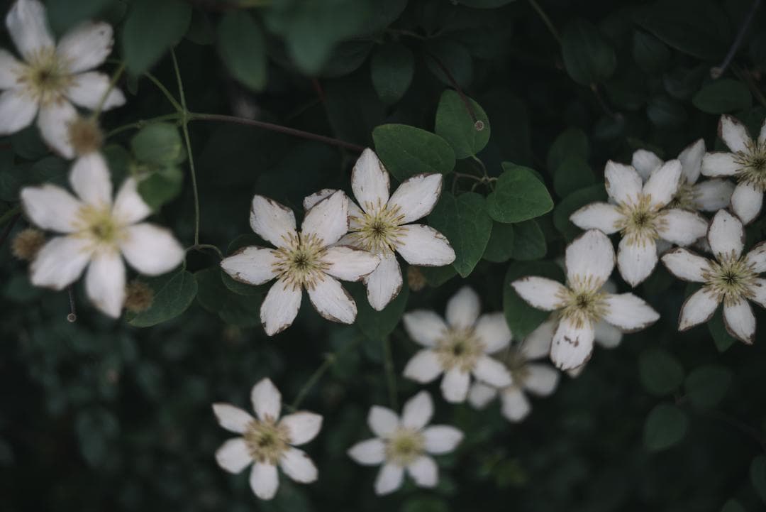 色違いの環がかかる！Leica coated Summar オールドレンズ