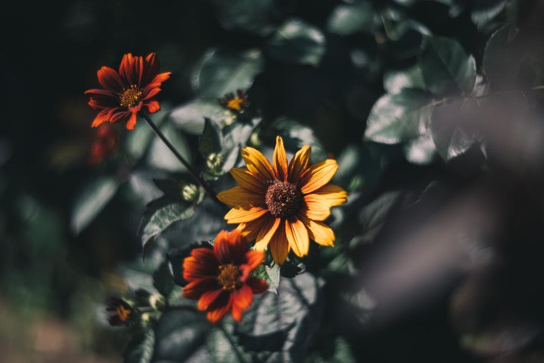 色違いの環がかかる！Leica coated Summar オールドレンズ