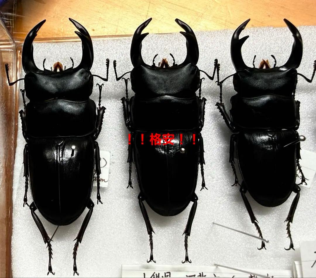 【希少産含】天然WDオオクワガタセット