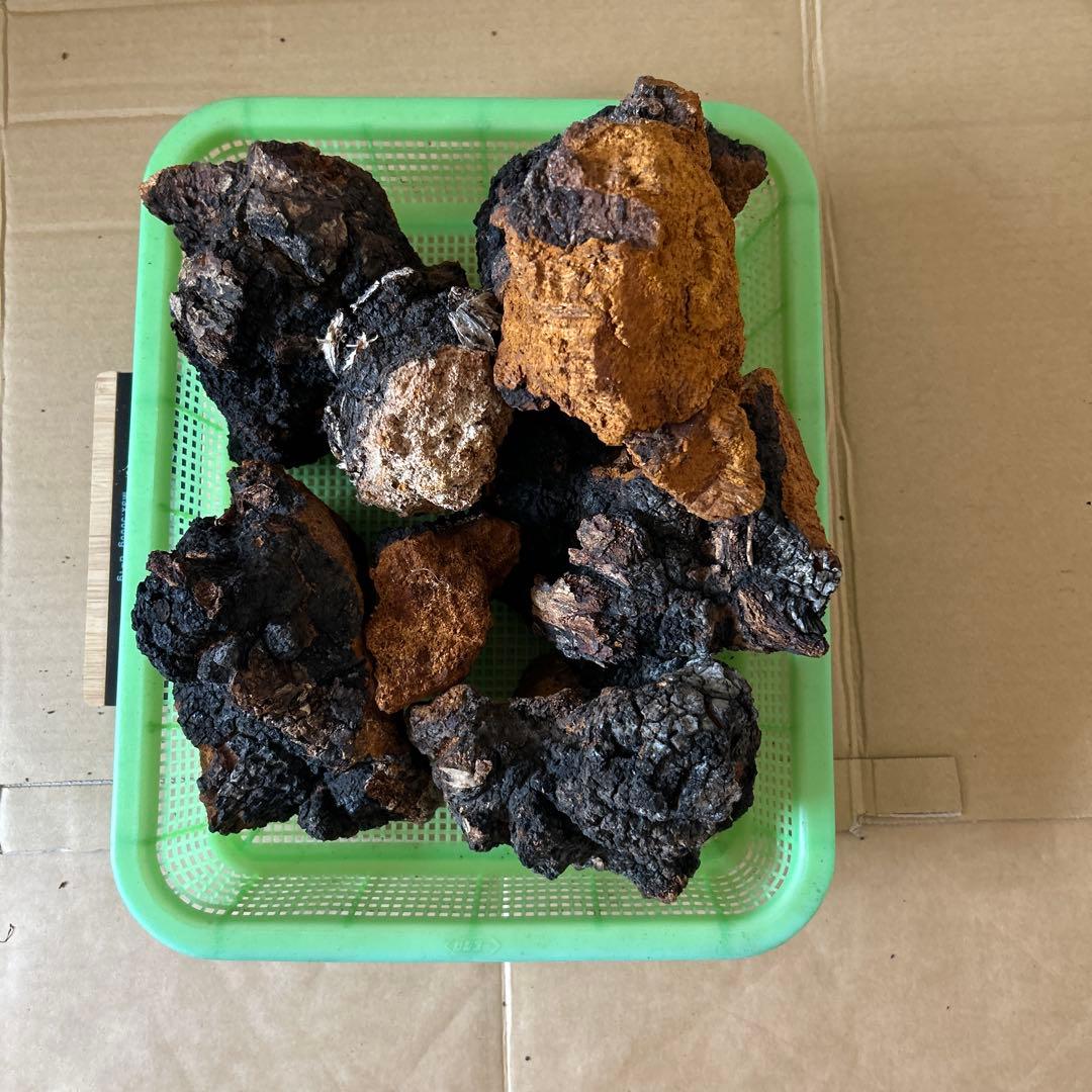 【北海道産】カバノアナタケ2キロ （E）