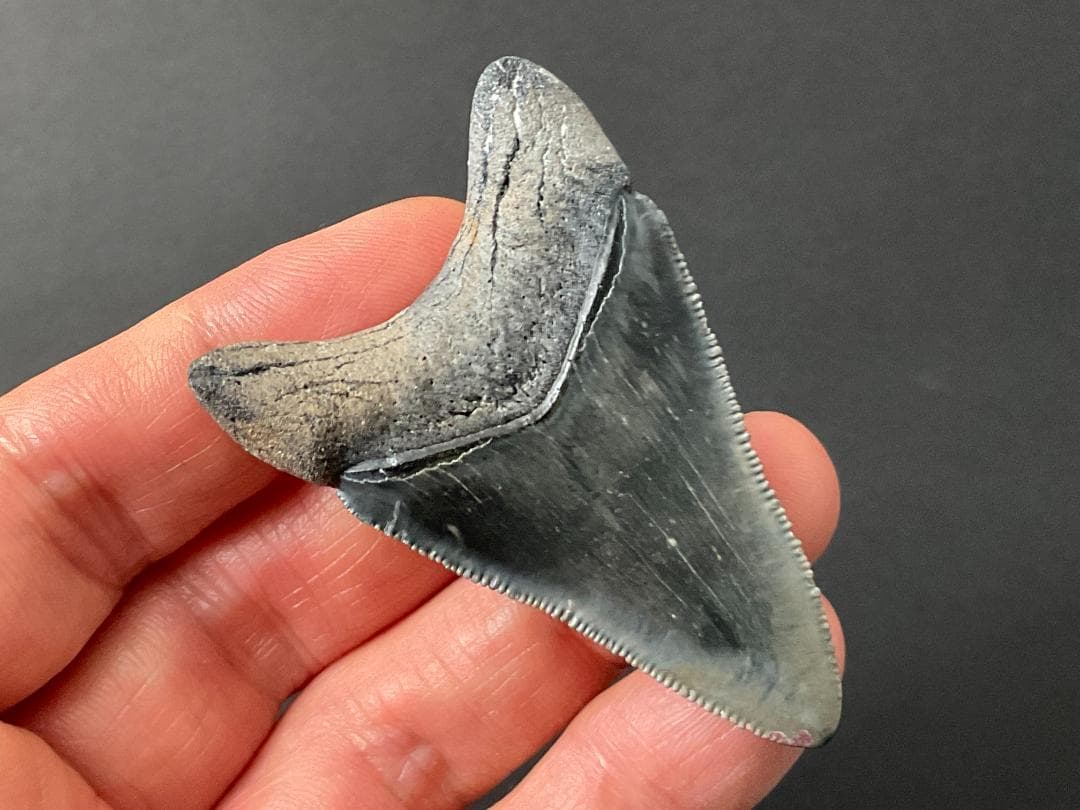 メガロドンの歯 [MG208] 化石