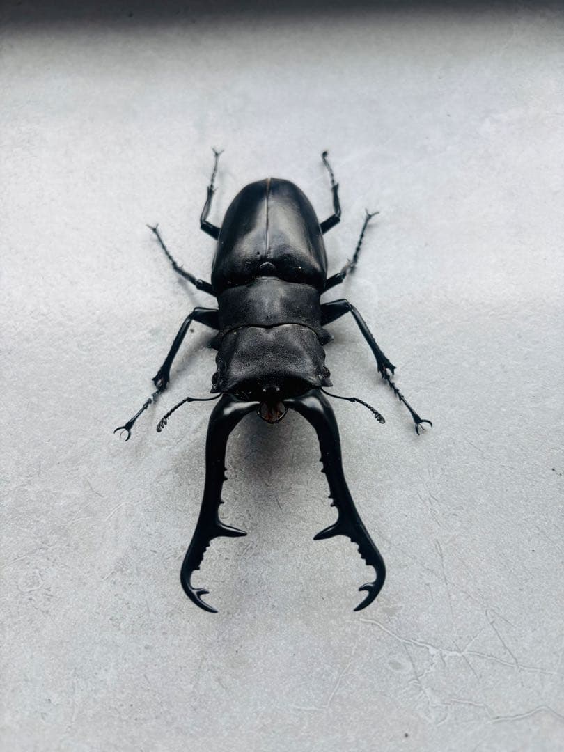 特大　ギラファノコギリクワガタ　オス113ミリ　標本