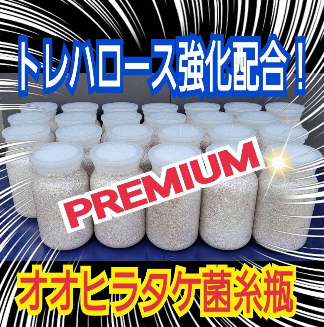 極上！オオヒラタケ菌糸瓶1100ml【8本】トレハロース、キトサン強化配合