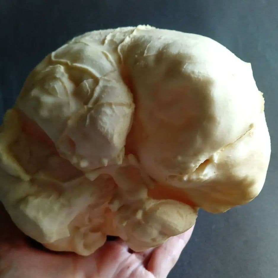 Brain　脳　Born Clones　アメリカ製　模型