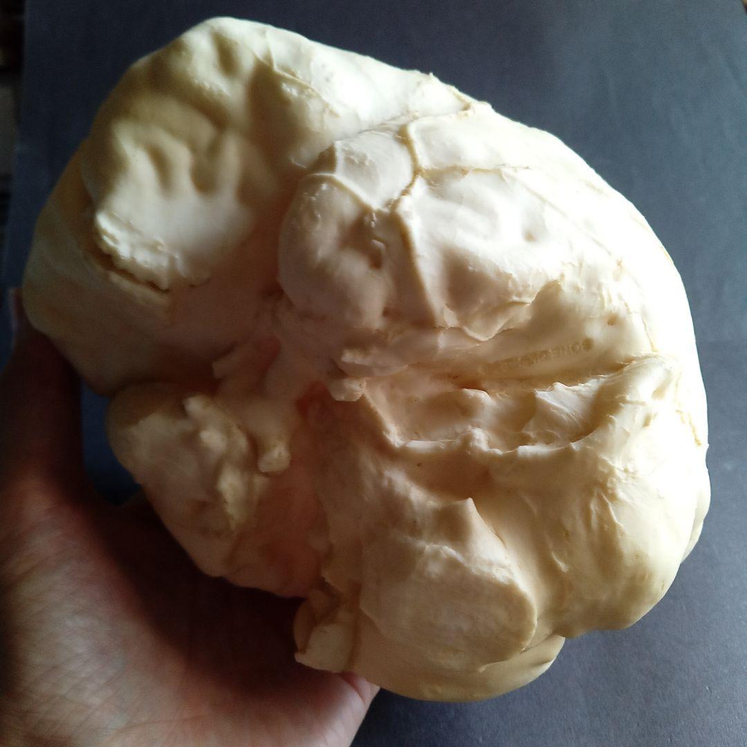 Brain　脳　Born Clones　アメリカ製　模型