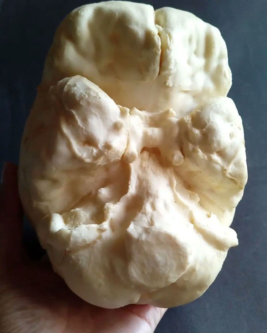 Brain　脳　Born Clones　アメリカ製　模型