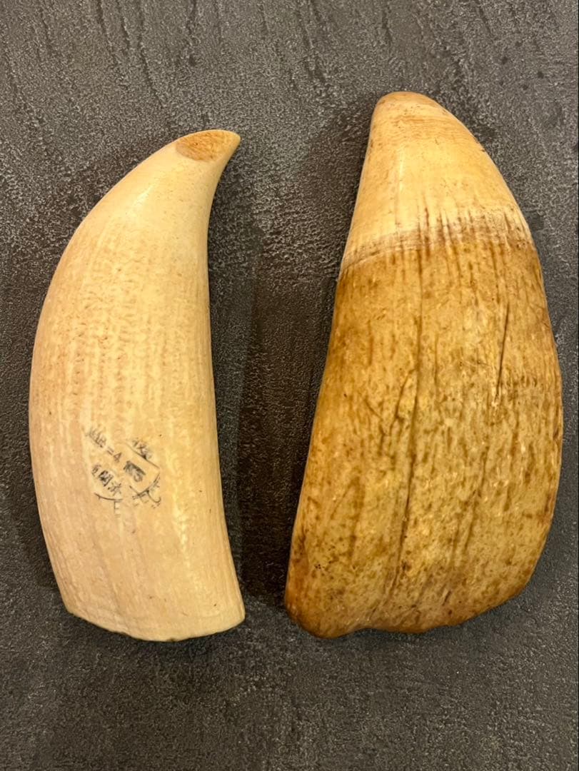 マッコウクジラの歯　２本セット