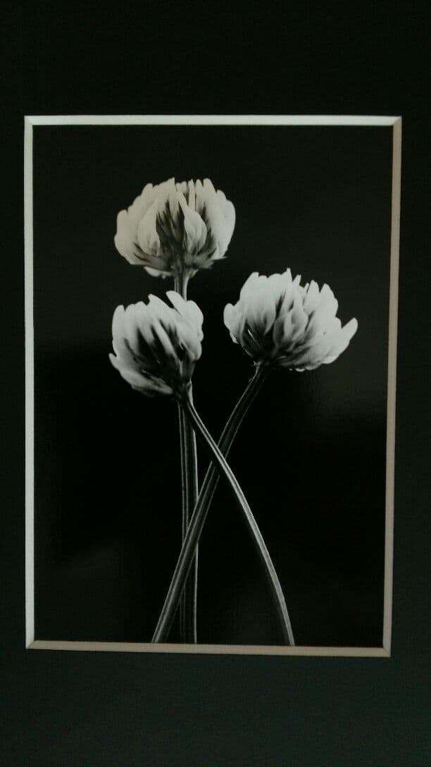 花「忘れないで・・・約束」シロツメクサ