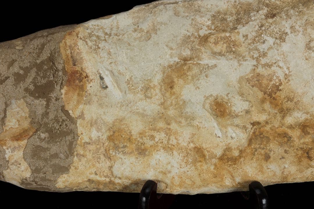 白亜紀前期 サンタナ層産 古代魚化石 クラドキクルス 古生物化石 標本 骨格