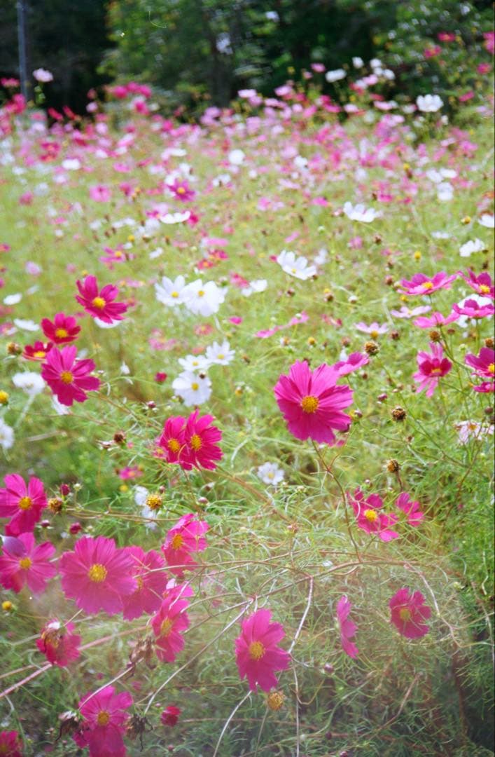 OLYMPUS 35 RC 製備品、テスト撮影済　130117