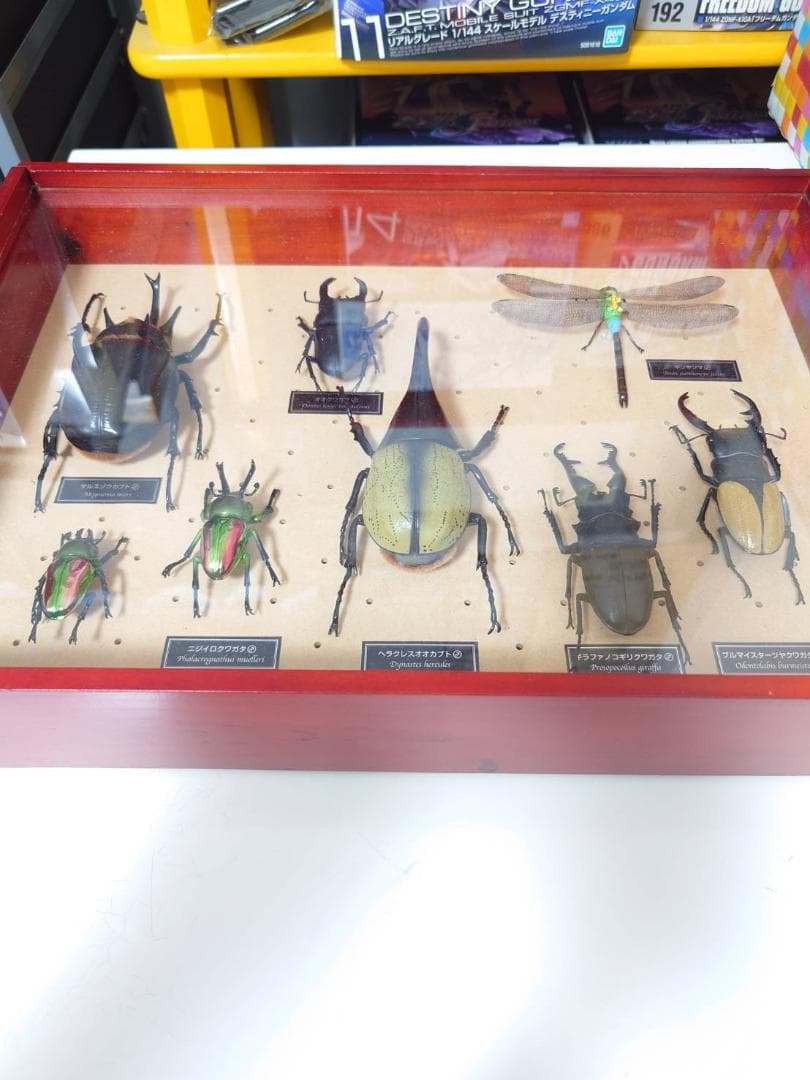 【1～15巻まで】世界の昆虫 DATA BOOK＆標本セット