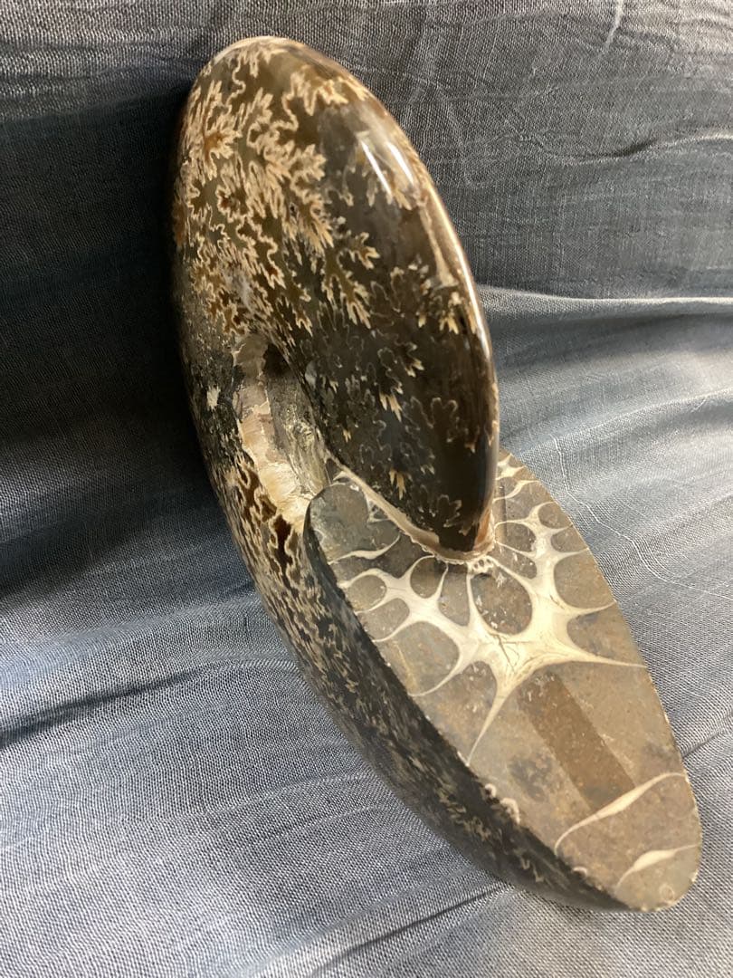 ろ*ず様 アンモナイト　化石　オブジェ　コレクション　置物(大サイズ)