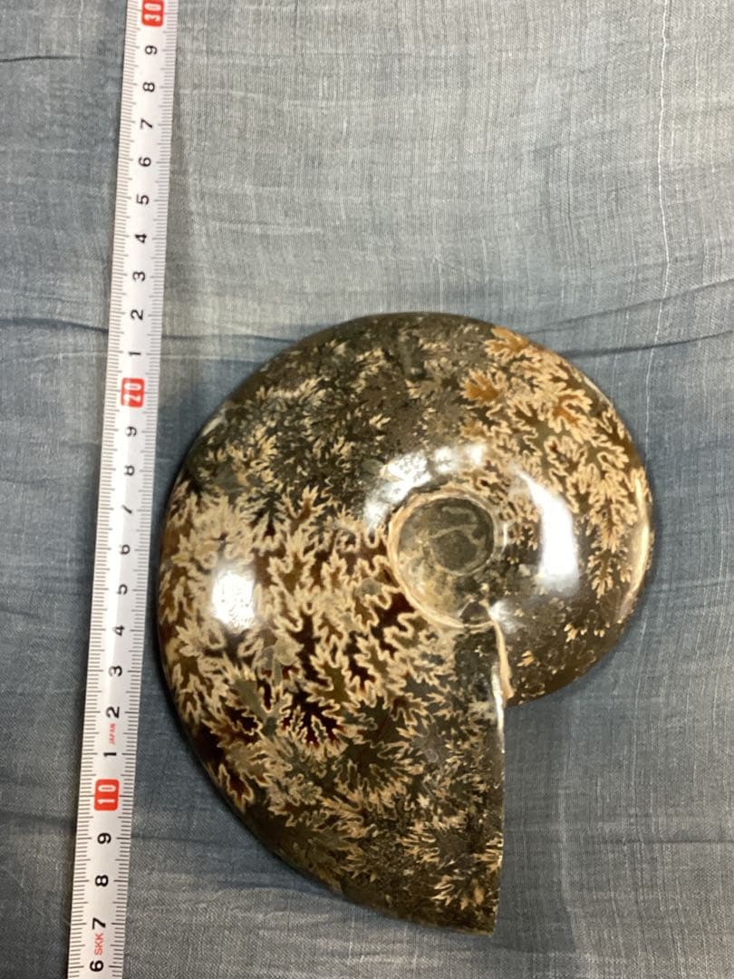 ろ*ず様 アンモナイト　化石　オブジェ　コレクション　置物(大サイズ)