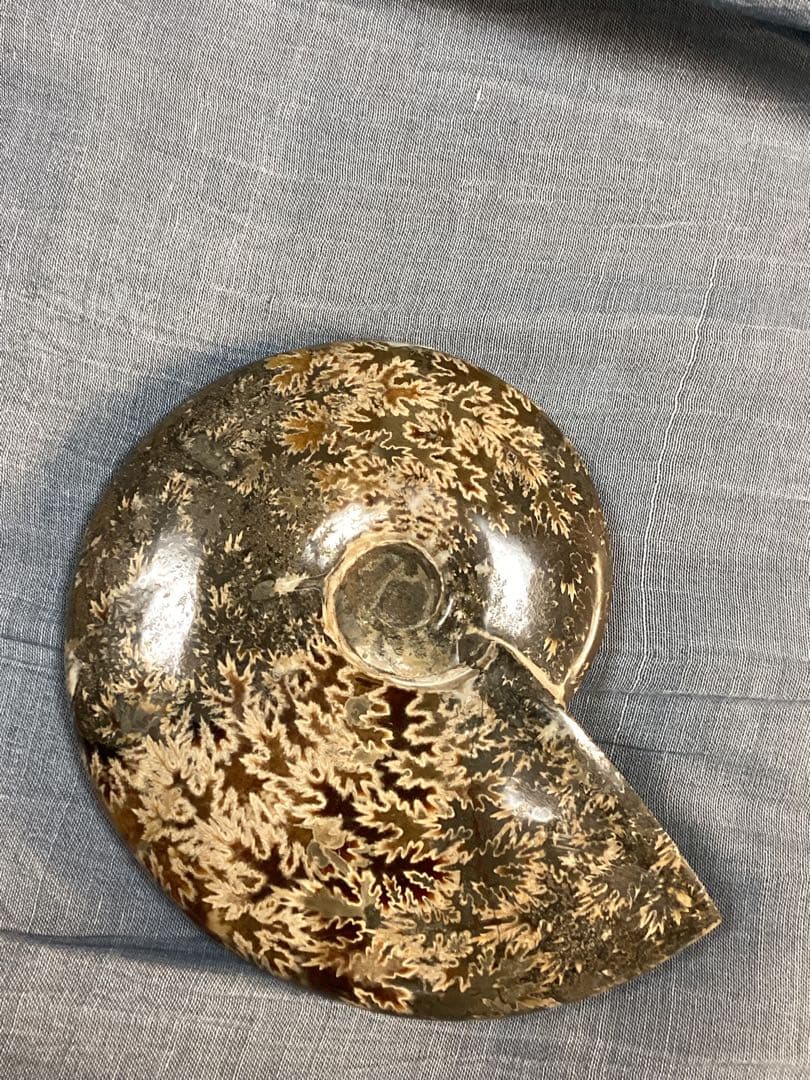 ろ*ず様 アンモナイト　化石　オブジェ　コレクション　置物(大サイズ)