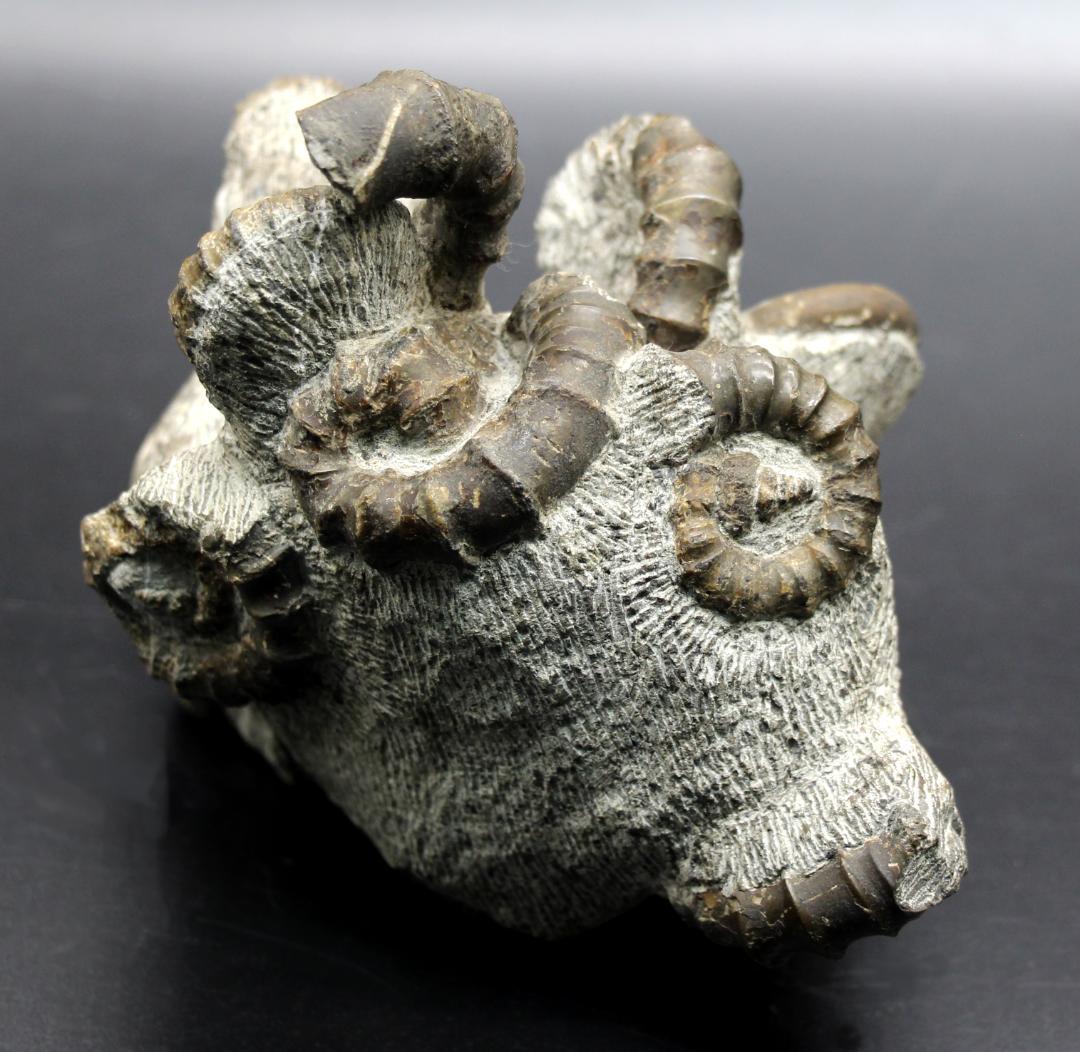 【限定値下げ中】博物館級 異常巻 アンモナイト 7化石密集 アイノセラス 高品質