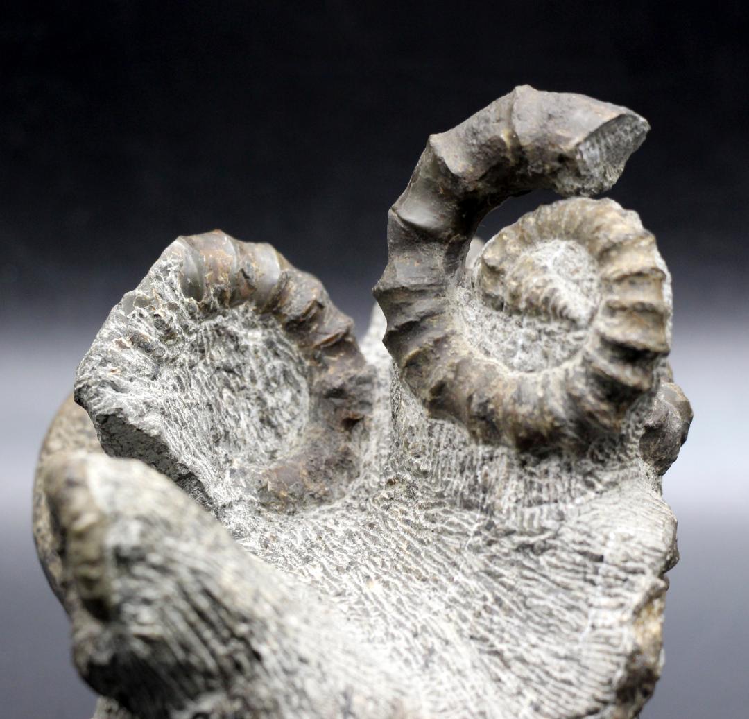 【限定値下げ中】博物館級 異常巻 アンモナイト 7化石密集 アイノセラス 高品質