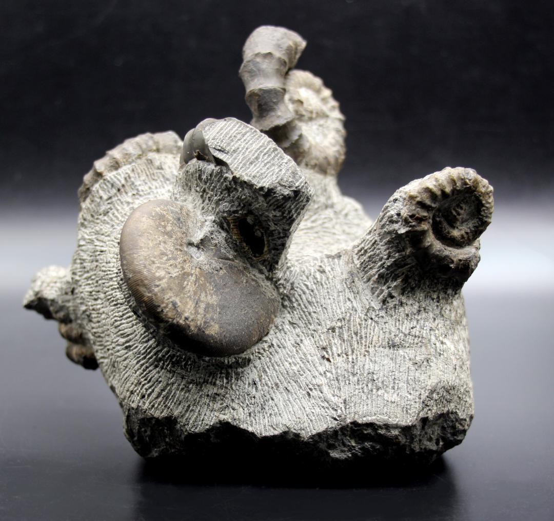 【限定値下げ中】博物館級 異常巻 アンモナイト 7化石密集 アイノセラス 高品質