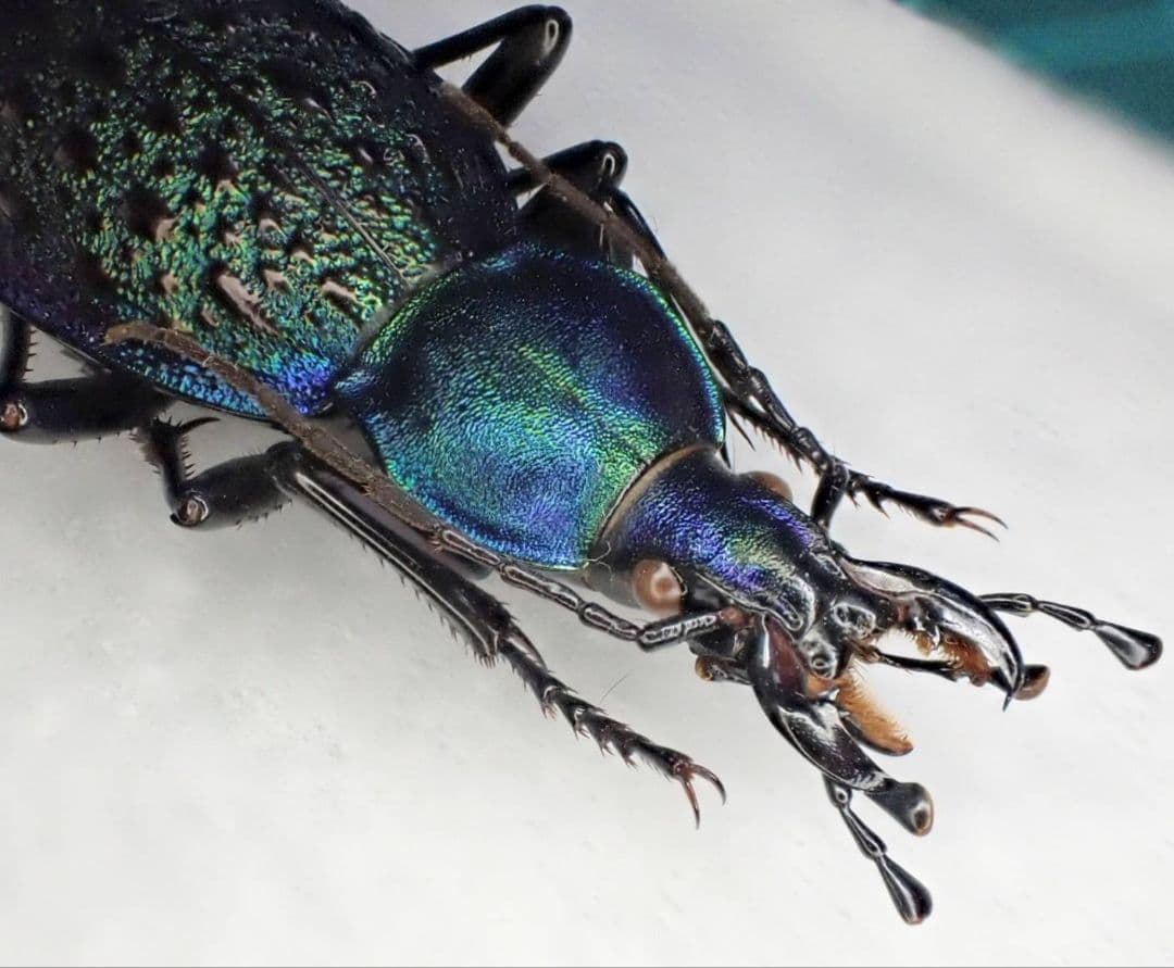 カブリモドキ　飼育交雑個体