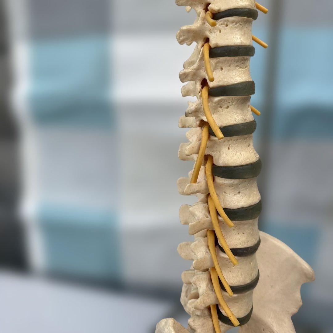 脊椎モデル 約85cm 可動式