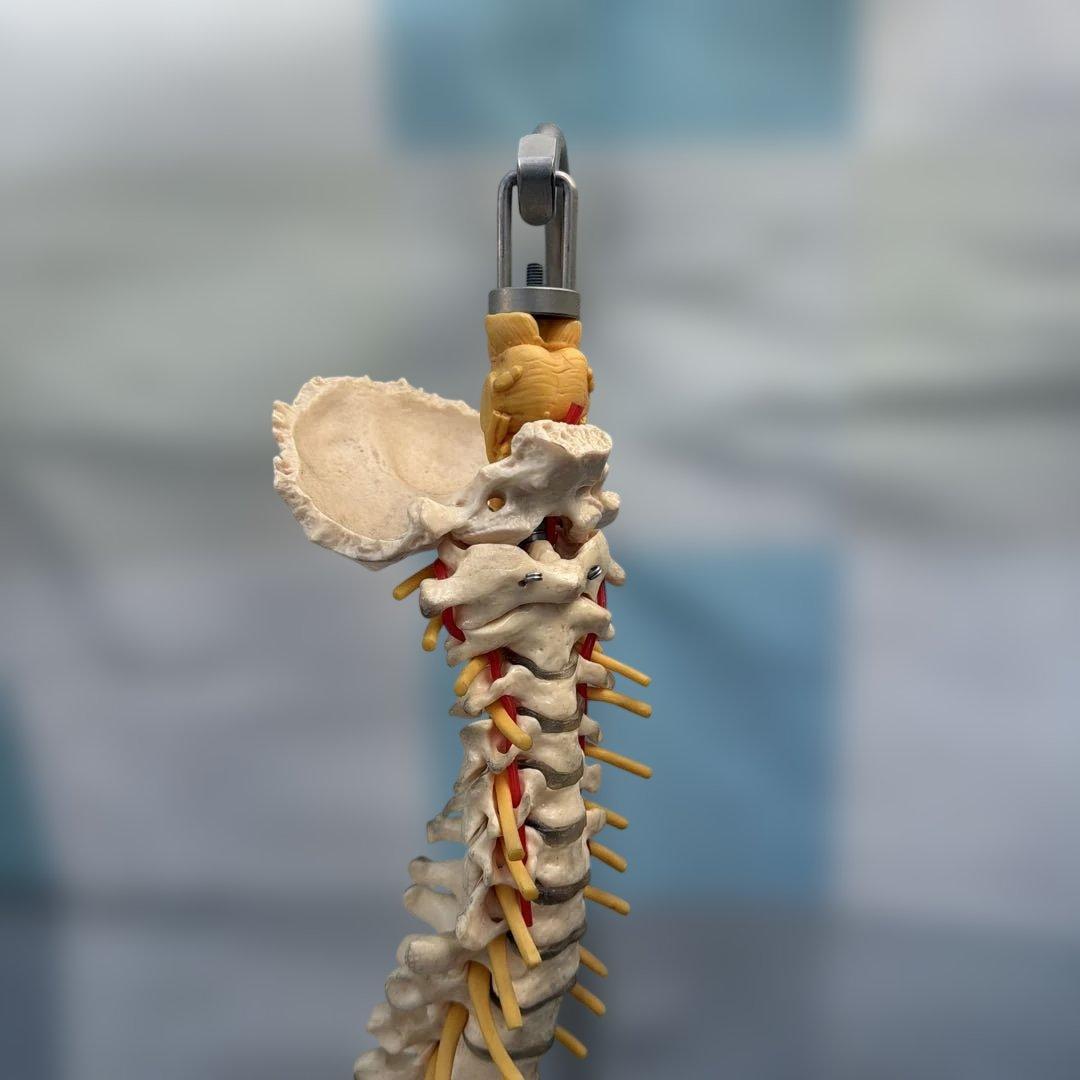 脊椎モデル 約85cm 可動式