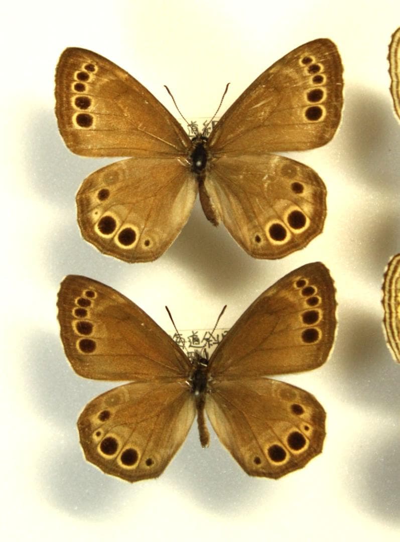 カ*コ様 ウラジャノメ　北海道産　6♂　日本産蝶標本