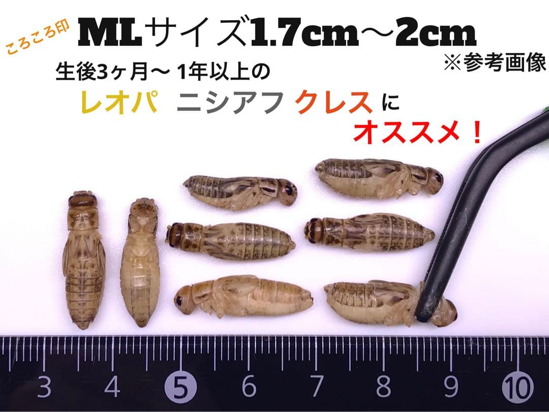 冷凍クロコL500g+冷凍イエコML500g