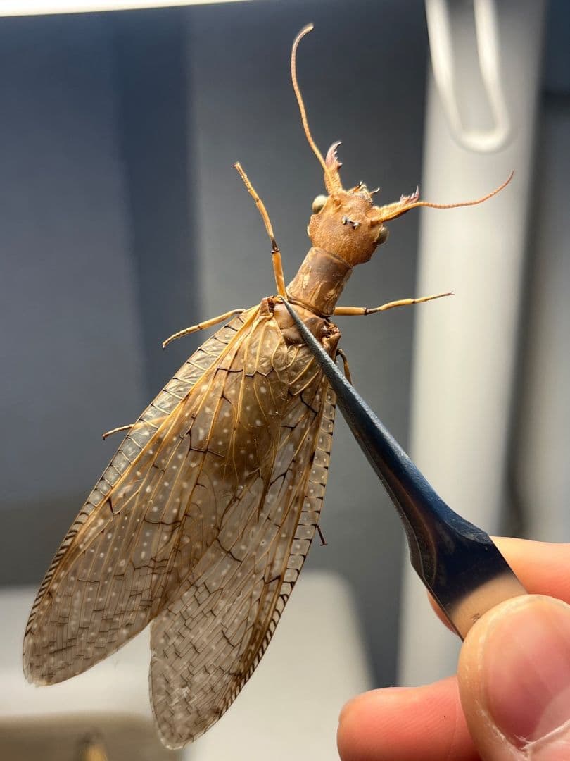 【♀】オオアゴヘビトンボ 奇蟲 タランチュラ ムカデ 標本 昆虫標本 蜻蛉
