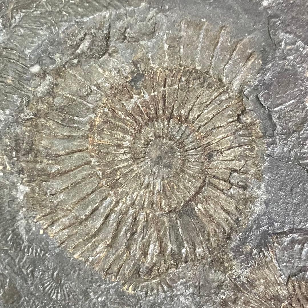 アンモナイト　ダクチリオセラス　化石　ドイツ　ホルツマーデン 産