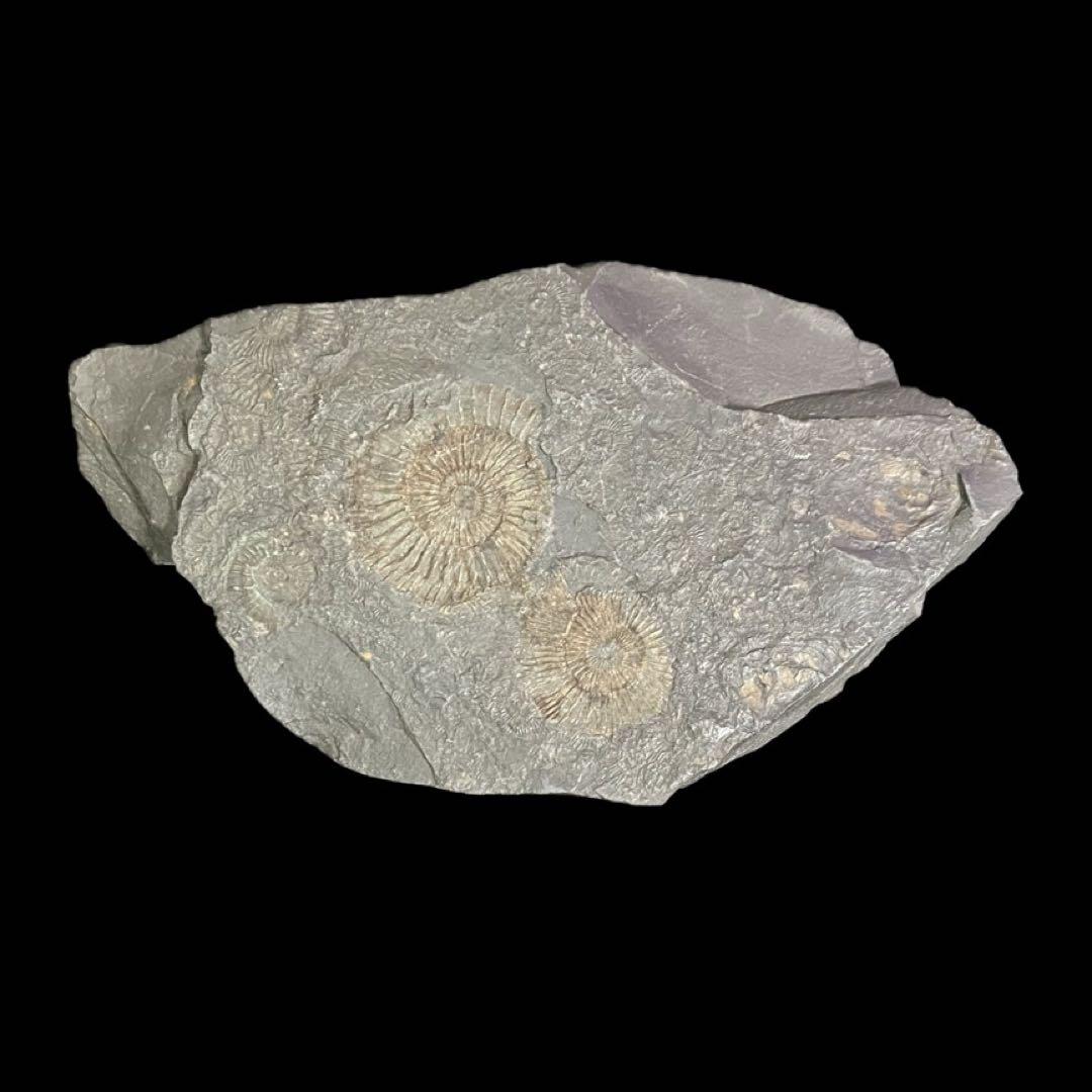 アンモナイト　ダクチリオセラス　化石　ドイツ　ホルツマーデン 産