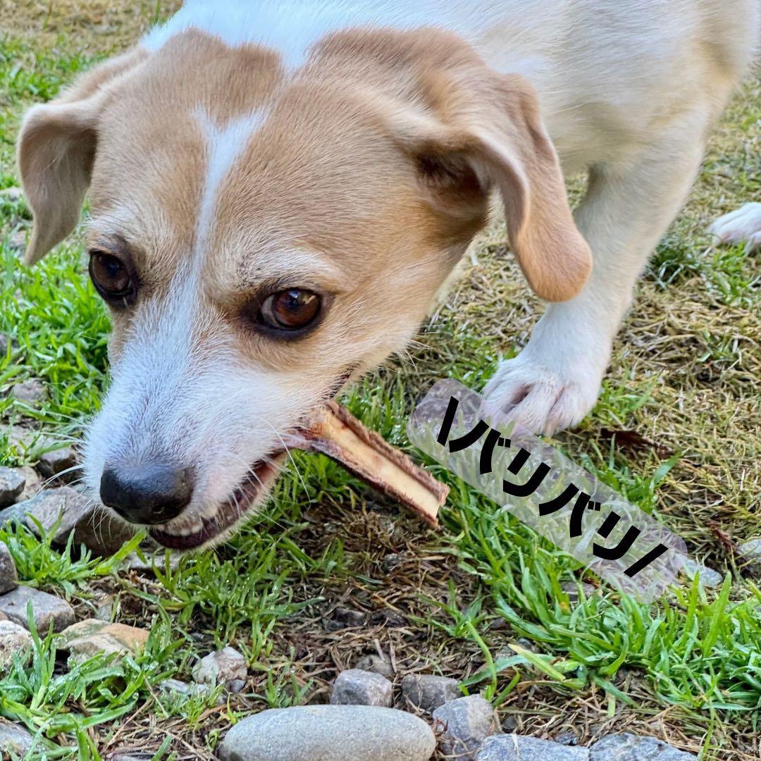 お得用‼️1000g 鹿あばらジャーキー 中小型犬向けサイズ　鹿肉ジャーキー